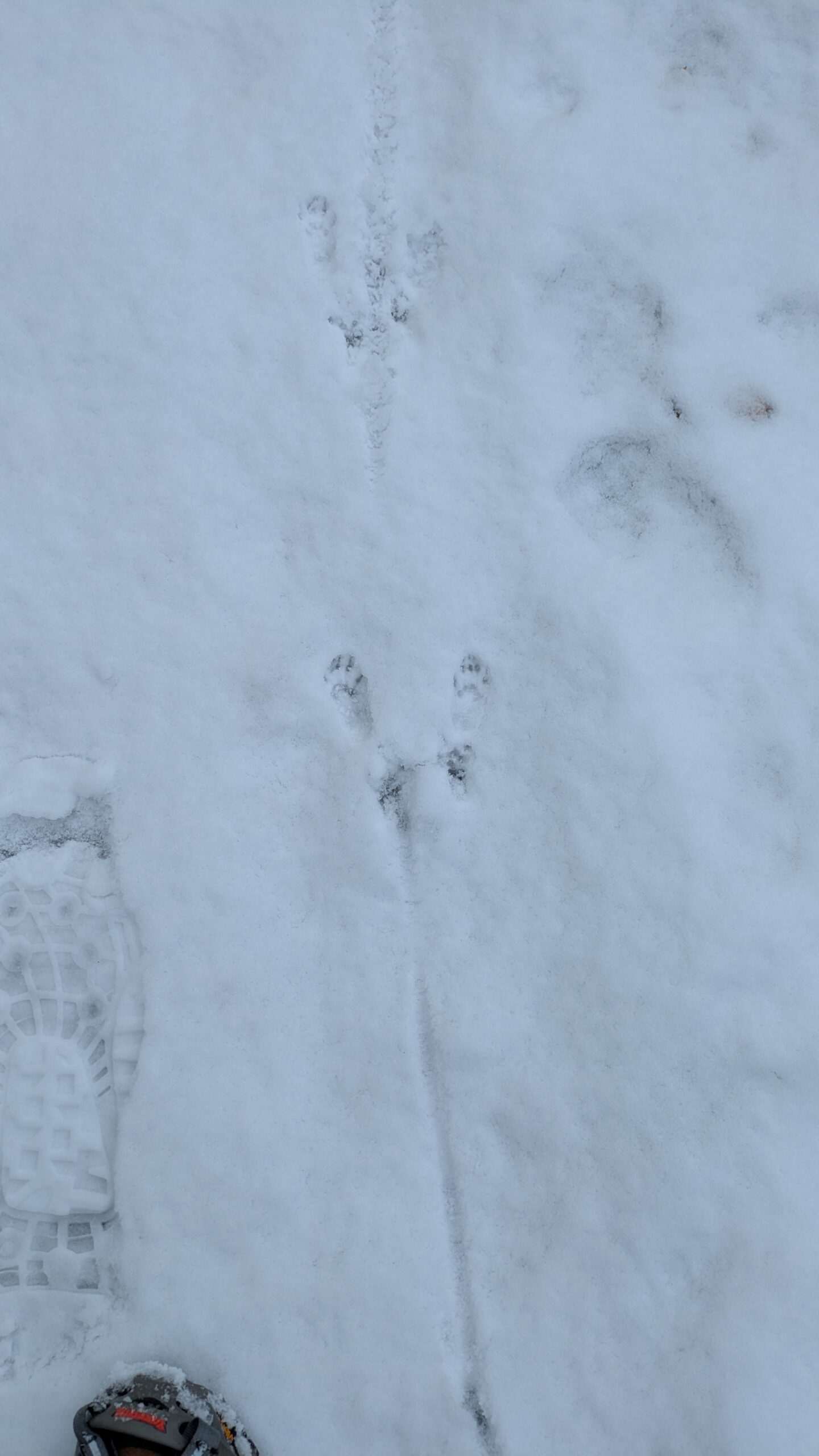 Squirrel footprints in the snow