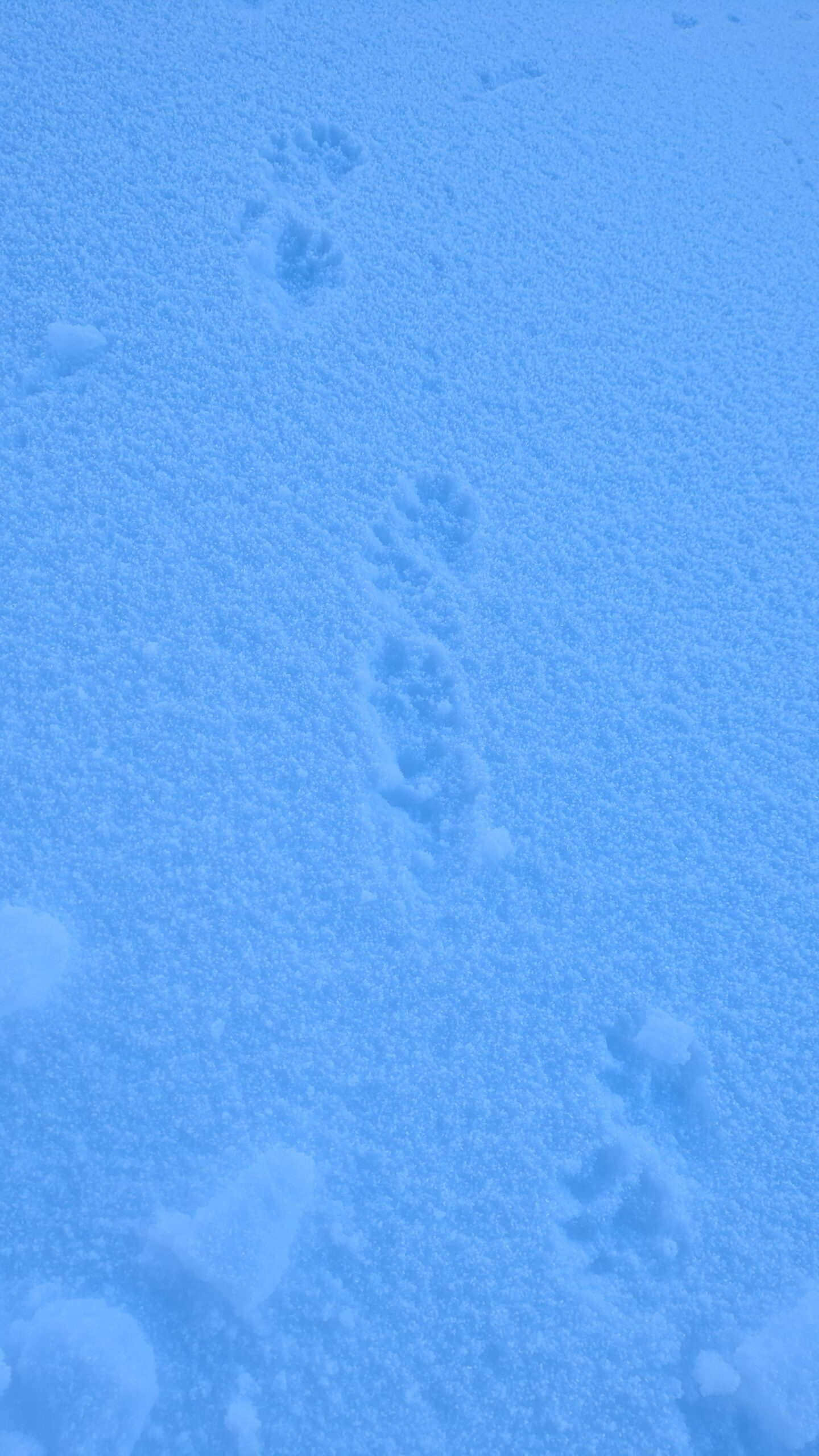 Lynx footprints in the snow